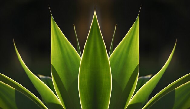 Agave Attenuata (Foxtail Agave) a native, subtropical ornamental plant with symmetrical backlit, green, spineless leaves on a dark background texture.