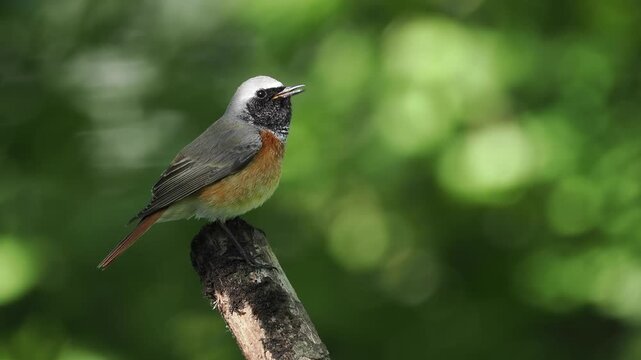 Gartenrotschwanz, Phoenicurus phoenicurus