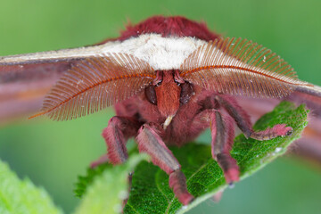 Tropical moth showing intricate face details on leaf © Stéphane Bidouze