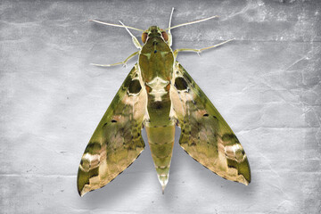 Spotted Green Hawkmoth displaying camouflage wings on gray background © Stéphane Bidouze