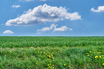 Naklejka premium Field, flowers and farming with grain in nature for agriculture, harvest crops and green vegetation. Blue sky, countryside or farmland with dandelion for cultivation, rice production and horticulture