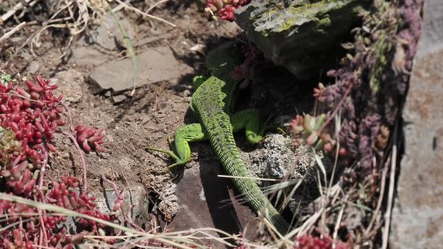 Westliche Smaragdeidechse, Lacerta bilineata, Weibchen