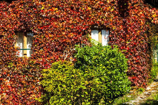 Vibrant autumn leaves covering a building wall with windows and a green bush, perfect for fall travel and tourism in Moline, San Lorenzo in Banale,Trentino,Italy.