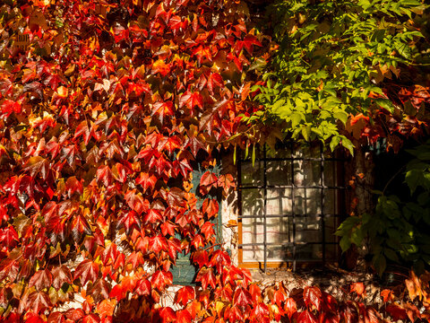 Vibrant red and green autumn leaves cling to a building facade with a window, creating a seasonal nature background in Moline, San Lorenzo in Banale, Trentino, Italy.