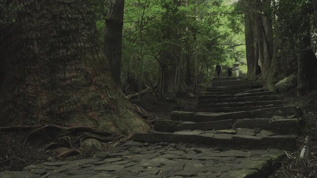 世界遺産 熊野古道 中辺路 大門坂 苔むした石畳｜和歌山県那智勝浦町 Daimonzaka Moss‑Covered Stone Steps, Kumano Kodo Nakahechi, Nachikatsuura, Wakayama, Japan