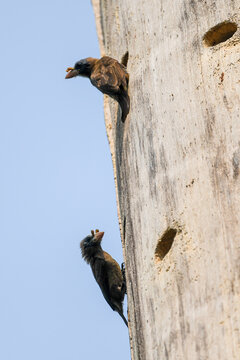 Gymnobucco peli