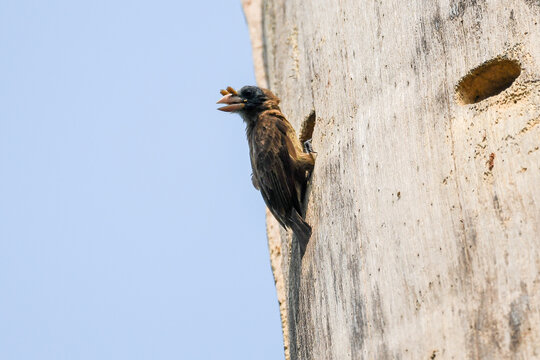 Gymnobucco peli
