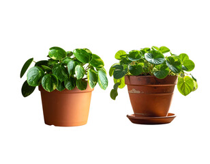 Fototapeta premium Potted trees on a white background.