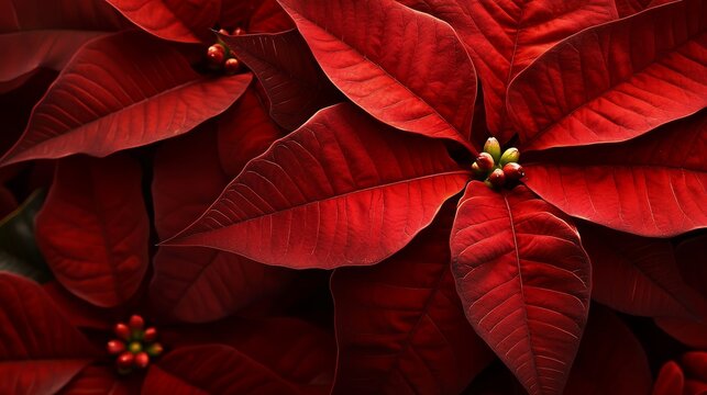 34.Detailed poinsettia arrangement with rich saturated reds, organic petal edges, intricate leaf patterns, soft diffused glow, minimal background emphasizing the bold floral design.