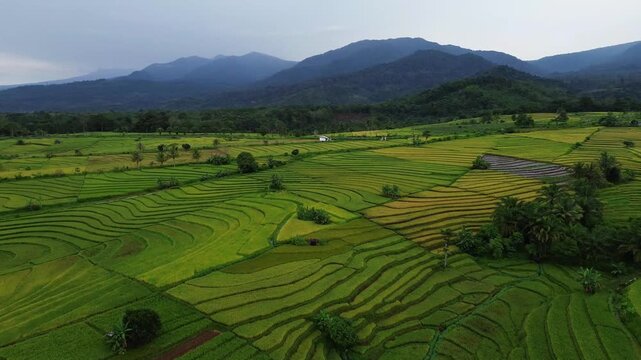 Beautiful morning view in Indonesia, panoramic landscape of rice fields with mountain ranges and clear sky