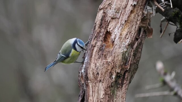 Blaumeise, Cyanistes caeruleus