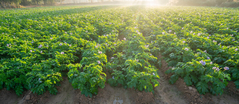 Large Potato Field with Flowering Plants in Organized Rows During Golden Hour