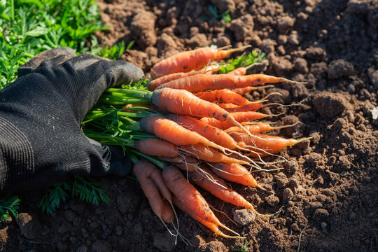 Freshly harvested organic baby carrots held in hand with soil on roots in agricultural field setting