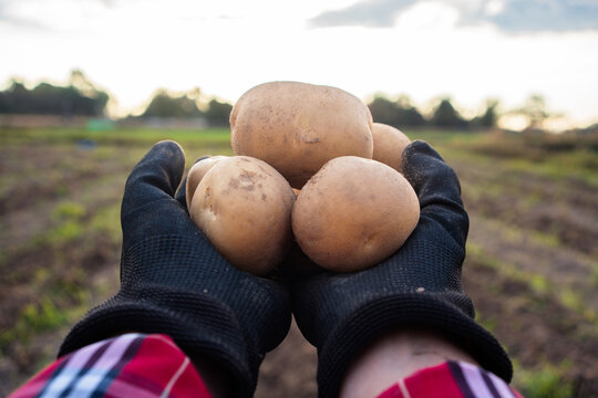 Freshly harvested potatoes held in hands with farm field background natural agriculture and organic produce concept