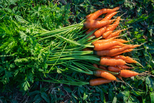 Fresh organic baya carrots with green tops lying on ground in farm field after harvest natural agriculture scene