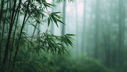 Fototapeta premium Close up view of fresh bamboo leaves against a dreamy, soft green forest background in mist