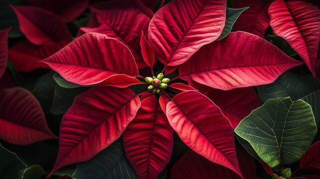 33.Close-up composition of a lush poinsettia cluster, radiant crimson bracts radiating outward, glossy emerald leaves curling gently, subtle shadows enhancing depth, elegant holiday floral aesthetic.
