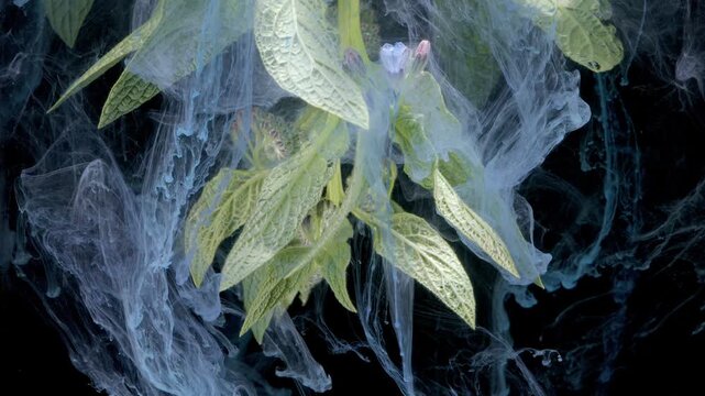 Green leaves submerged in ink swirling with blue smoke in dark water, delicate petals and veins highlighted by studio lighting, slow motion macro