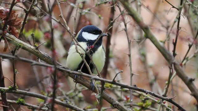 Kohlmeise, Parus major
