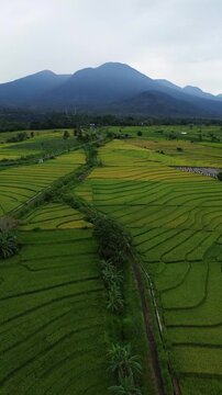 Beautiful morning view in Indonesia, panoramic landscape of rice fields with mountain ranges and clear sky