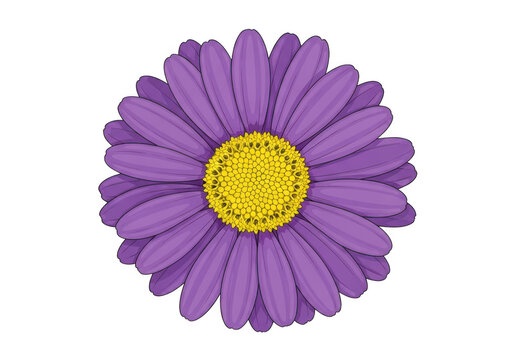 Purple aster flower illustration, vibrant daisy blossom with yellow center, botanical floral element for spring designs, isolated garden bloom