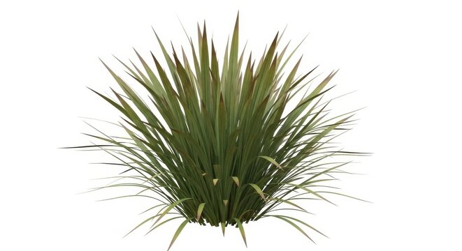 Green Flax Plant isolated on white background