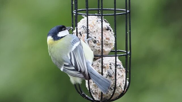 Kohlmeise, Parus major
