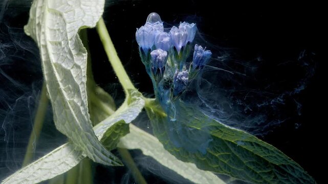 Blue flowers drifting in vapor, delicate buds and textured leaves enveloped by slow milky smoke, subtle veins highlighted by backlight, serene