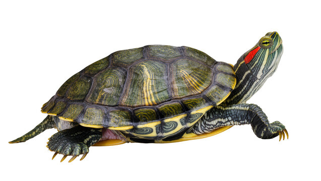 Red-eared slider turtle with green patterned shell, isolated on transparent background