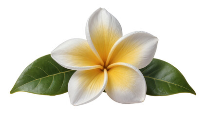 White and yellow plumeria flower with green leaves, isolated on transparent background © Mia