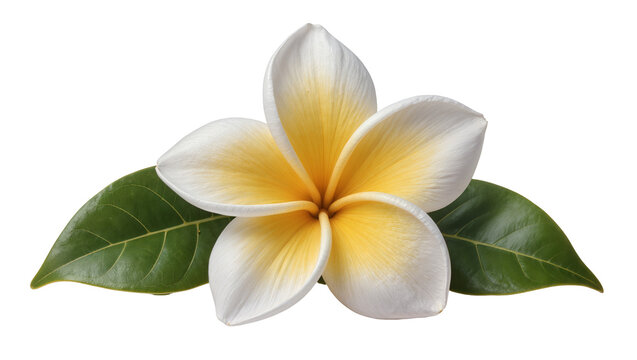 White and yellow plumeria flower with green leaves, isolated on transparent background