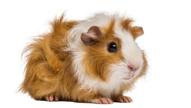 Fluffy brown and white guinea pig, isolated on transparent background