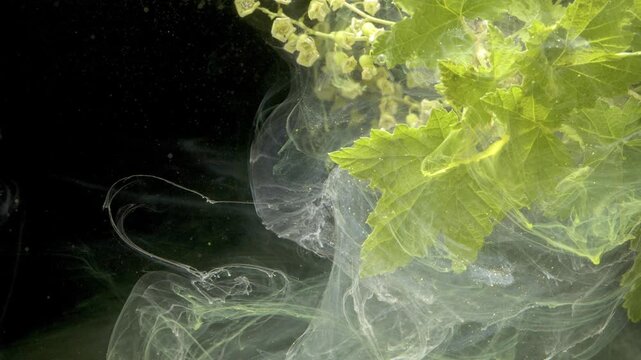 Closeup green leaves and smoke, fine veins and tiny buds immersed in milky pigment, slow fluid motion reveals granular texture and soft luminous