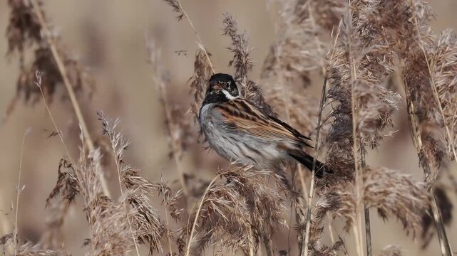 Rohrammer, Emberiza schoeniclus