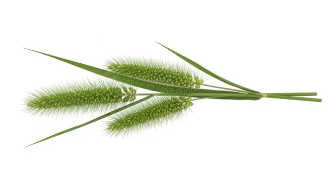 Green Foxtail Grass Seed Heads Isolated on White Background