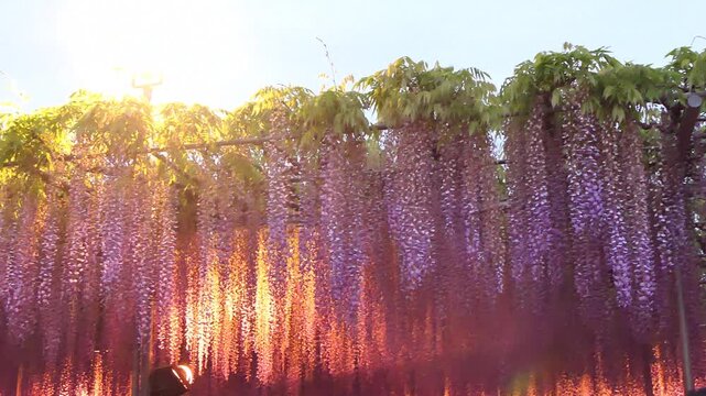 4k あしかがフラワーパーク「奇蹟の大藤」の夕景（逆パン）