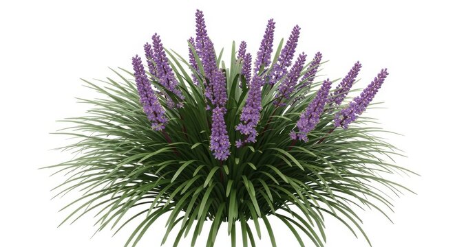 Purple Liatris Flower Bush Isolated on White Background