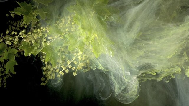 Green leaves swirling in ink water, ethereal smoke wraps foliage against black background, delicate droplets and translucent pigment drift