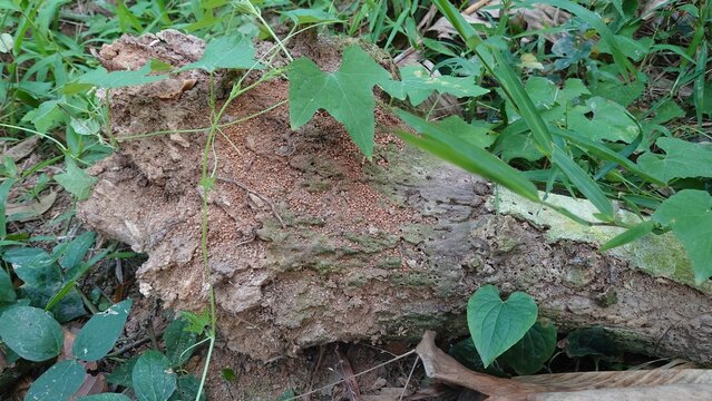Termite eaten tree stump with decayed wood texture, close up detail of natural wood damage, forest nature macro photography