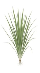 Fototapeta premium Green Grass Plant Isolated on White Background with Roots - Fresh Nature Element