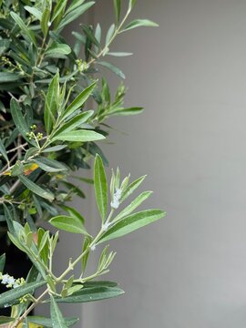 Olive Branch Mealybug Infestation &ndash; Olea Europaea Pest Close-Up