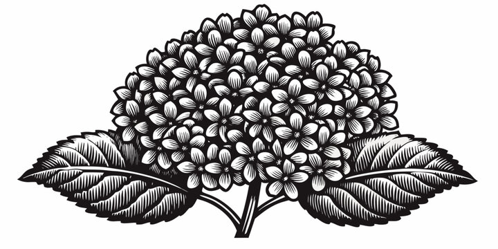 black and white drawing of a hydrangea flower