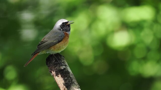 Gartenrotschwanz, Phoenicurus phoenicurus