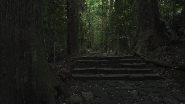 世界遺産 熊野古道 中辺路 大門坂 苔むした石畳｜和歌山県那智勝浦町 Daimonzaka Moss‑Covered Stone Steps, Kumano Kodo Nakahechi, Nachikatsuura, Wakayama, Japan