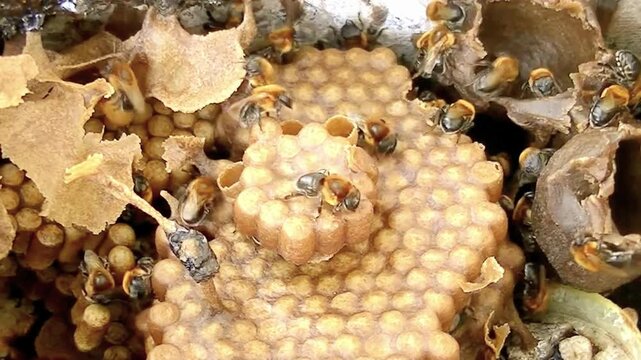 Stingless Bees Working on Brood Cells and Honey Pots in Hive Interior 4K
