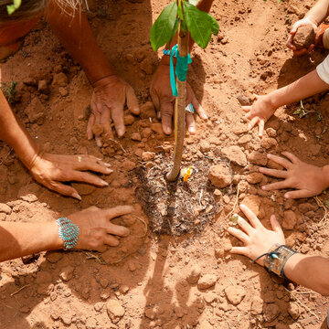 Family hands planting a young tree in dry soil