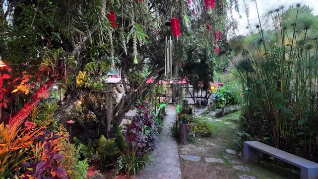 Organic handheld camera tilt up reveals the beautiful hanging red inflorescenses of a Callistemon tree in a lush private garden at dusk