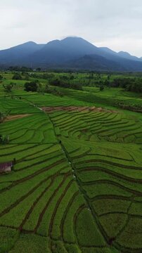 Beautiful morning view in Indonesia, panoramic landscape of rice fields with mountain ranges and clear sky