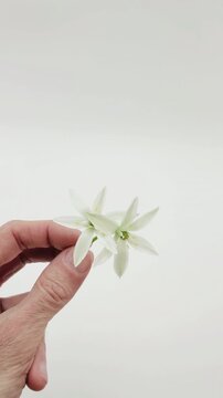Close-up shot of fingers holding wild garlic flowers - vertical format on white background