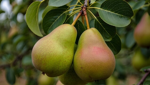 Two ripe pears hanging on tree branch with green leaves in orchard.